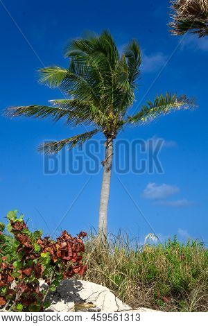 Dania Beach, Fl - Usa July 27, 2022 Vertical View Of A Palm Tree At Dania Beach Ocean Park, Located 