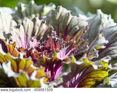 Close Up Of Endless Field With Green Leaves And Purple Veins Of Red Cabbage Plants.