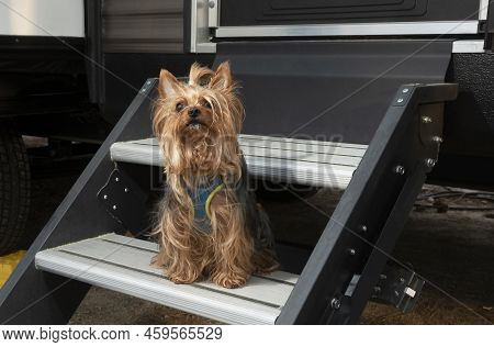Yorkie Hanging Out On The Steps During A Campout