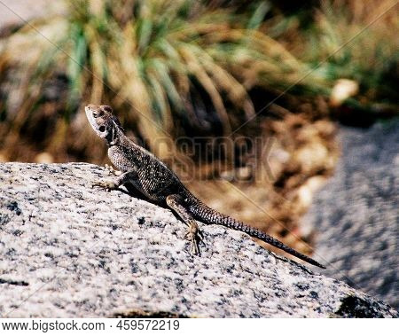Small Rock Lizard Sunning Itself, Tsingy De Bemaraha National Park, Madagascar