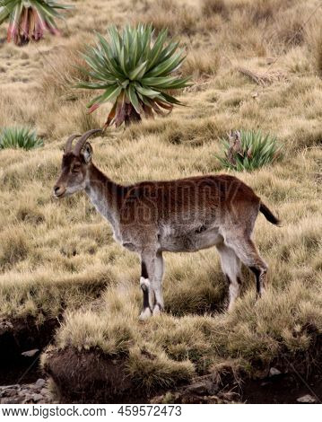 Wild Female Walia Ibex, Simeon Mountains, Ethiopia
