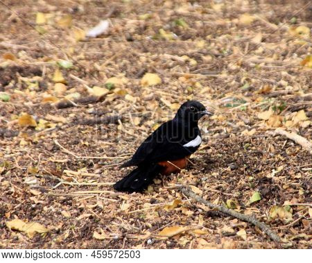 Mocking Cliff Chat Sitting Amongst Dead Leaves, Gondor, Ethiopia