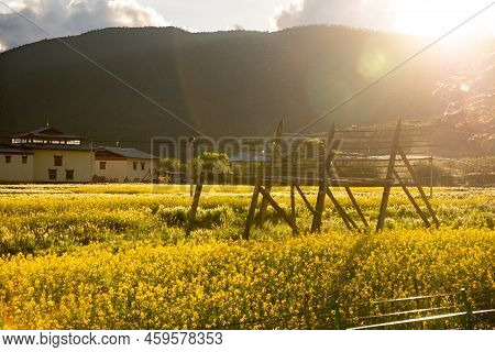 On The Yunnan-guizhou Plateau, Around The Bright Plateau Lake Napa Sea, Late Rape Flowers Bloom Here