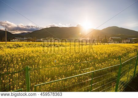 On The Yunnan-guizhou Plateau, Around The Bright Plateau Lake Napa Sea, Late Rape Flowers Bloom Here
