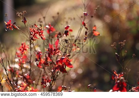 Flame In Winter, Red Flowers In Haikou Forest Park In Kunming In Winter, Sighing The Tenacity Of Vit