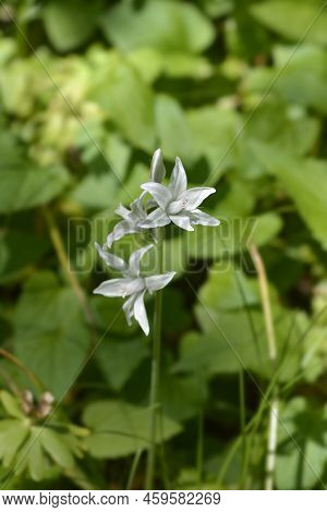 Drooping Star-of-bethlehem White Flowers In The Spring