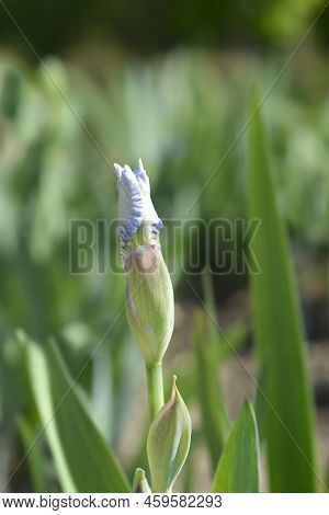 Intermediate Bearded Iris Antarctique Flower Bud In The Spring