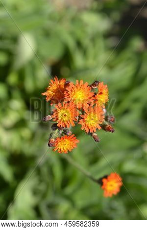 Orange Hawkweed Flowers In The Garden In Spring
