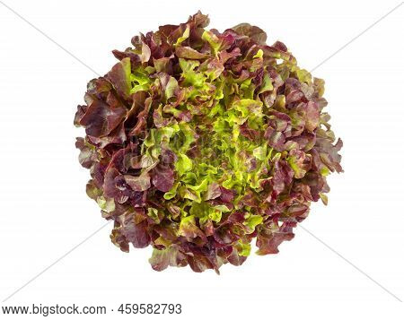 Red Oak Leaf Lettuce Salad Head Top View Isolated Png