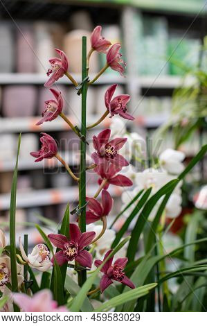 Cymbidium Clarisse Austin Best Pink Flower Blossom Close-up, Natural Background Vertical Photography