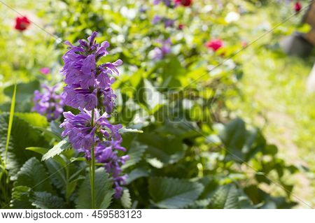 Betonica Officinalis Of The Lamiaceae Family, Purple Blossom Blossom Flower In Nature, Medicinal Pla