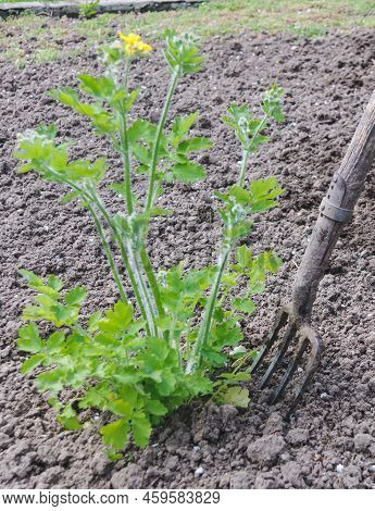 Old Pitchfork On A Background Of Earth And Plant Chelidonium Or Greater Celandine Lat. Chelidonium M