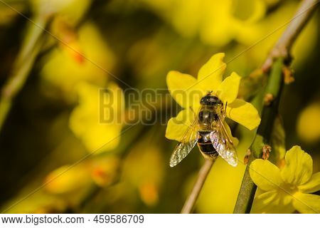 A Honey Bee On A Yellow Jasmine Flower.
