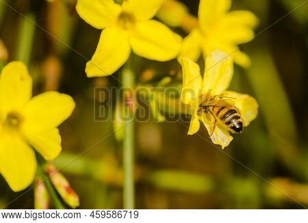 A Honey Bee On A Yellow Jasmine Flower.