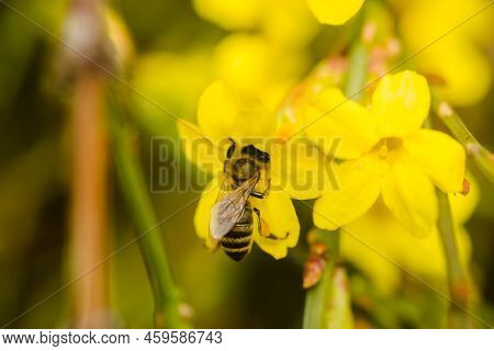 A Honey Bee On A Yellow Jasmine Flower.