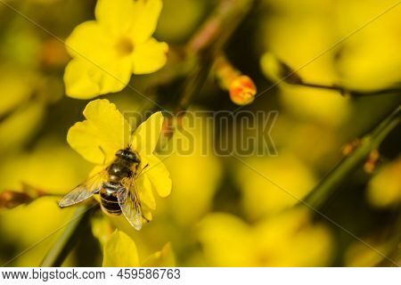 A Honey Bee On A Yellow Jasmine Flower.