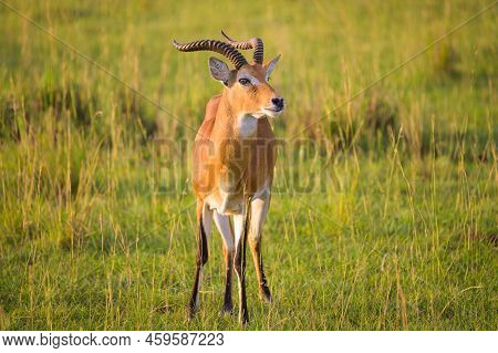 Portrait Of An Ugandan Kob (kobus Thomasi) In Murchison Falls National Park (uganda), Sunny Morning 