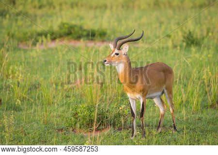 Portrait Of An Ugandan Kob (kobus Thomasi) In Murchison Falls National Park (uganda), Sunny Morning 