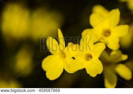 Yellow Winter Jasmine Jasminum Nudiflorum In The Garden