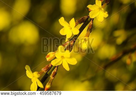 Yellow Winter Jasmine Jasminum Nudiflorum In The Garden