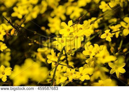 Yellow Winter Jasmine Jasminum Nudiflorum In The Garden