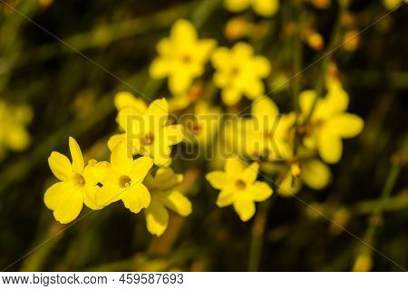Yellow Winter Jasmine Jasminum Nudiflorum In The Garden