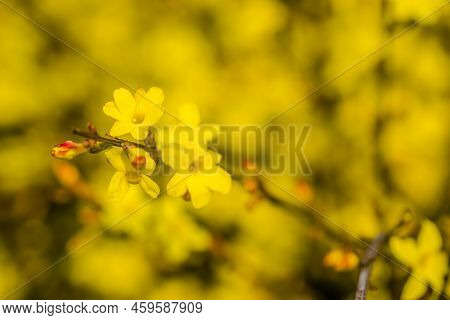 Yellow Winter Jasmine Jasminum Nudiflorum In The Garden