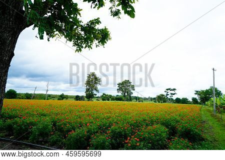 Tageties Or Marigold Flower Cultivation In A Village