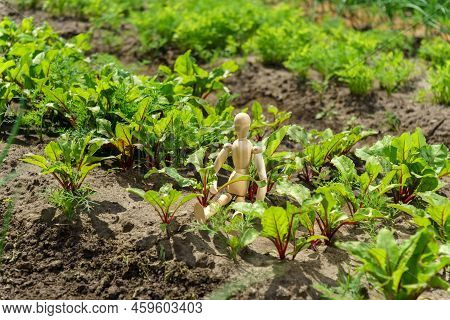 Sprouted Chard Growing In The Vegetable Garden. Chard Leaf In Farming And Harvesting