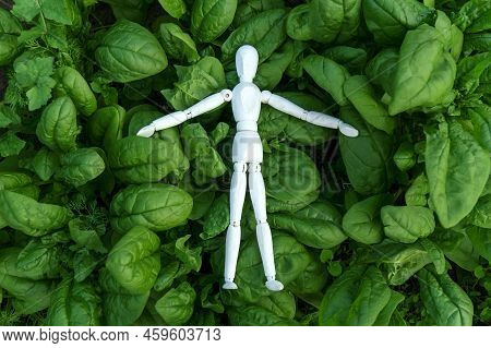 Green Spinach Growing In The Garden On A Vegetable Farm. Healthy Food In Your Own Kitchen Garden