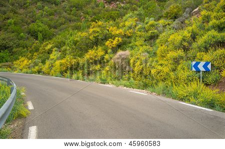 Road In Spring