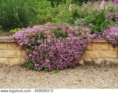 Rock Soapwort, Saponaria Ocymoides, Growing Over A Stone Wall