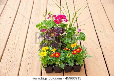 Drivhus pakker af morgenfrue, Geranium og Coleus blomster klar til udplantning