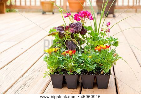 Drivhus pakker af morgenfrue, Geranium og Coleus blomster klar til udplantning