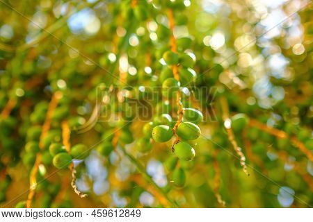Date Palm Tree With Branches Of Unripe Green Fruits. Exotic Date Palm Tree With Unripe Green Fruits 