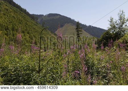 Green Valley, Flowers,  Mountain Peaks Against A Blue Cloudy Sky. Summer Mountain Forest Landscape. 