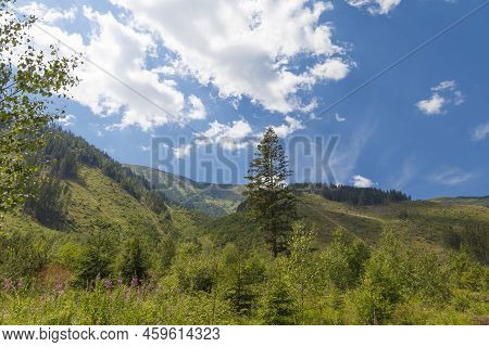 Green Valley, Flowers,  Mountain Peaks Against A Blue Cloudy Sky. Summer Mountain Forest Landscape. 