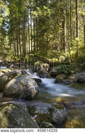 Fast River Flows In Coniferous Mountain Forest Among Mossy Stones. Tatras. Rackova Valley Landscape.
