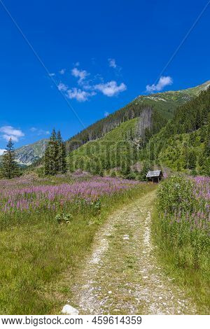 Green Valley, Flowers,  Mountain Peaks Against A Blue Cloudy Sky. Summer Mountain Forest Landscape. 