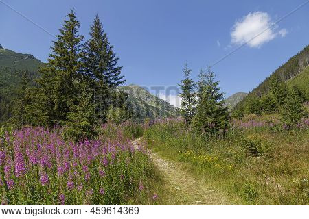 Green Valley, Flowers,  Mountain Peaks Against A Blue Cloudy Sky. Summer Mountain Forest Landscape. 