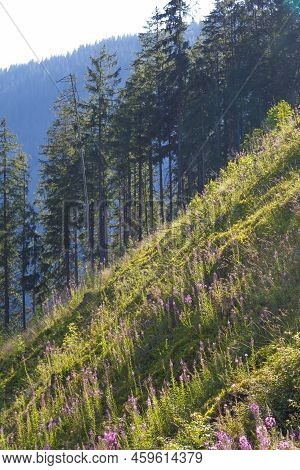 Flowers (epilobium Parviflorum) On A Mountain Slope. Summer Mountain  Landscape. Slovak Nature. Slov