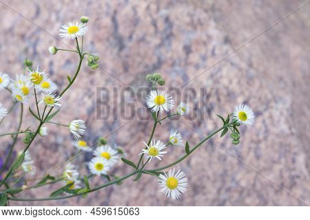 White Beautiful Flowers Of Erigeron Strigosus. Wild Plant. Daisy.