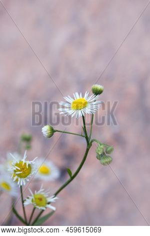 White Beautiful Flowers Of Erigeron Strigosus. Wild Plant. Daisy.