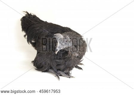 Black  Cemani Chicken Isolated On White Background.