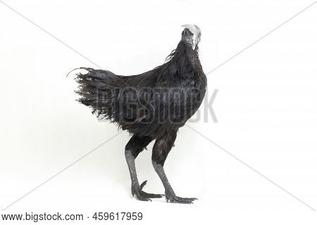 Black  Cemani Chicken Isolated On White Background.