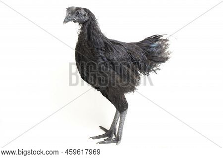 Black  Cemani Chicken Isolated On White Background.