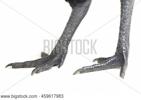 Black  Cemani Chicken Isolated On White Background.