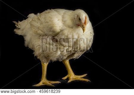 Chicken Broiler Poultry Chicken Coop Meat Isolated On Black Background