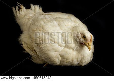 Chicken Broiler Poultry Chicken Coop Meat Isolated On Black Background