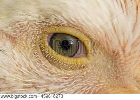 Chicken Broiler Poultry Chicken Coop Meat Isolated On Black Background